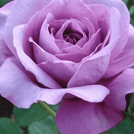 Роза чайно-гибридная Blue Parfum