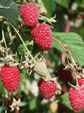 Малина ремонтантная Осенняя Красавица