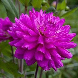 Георгина Декоративная Олл Сизонс