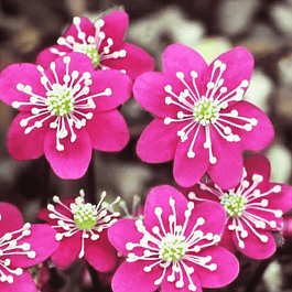 Печеночница японская Pink Forest Hybrids