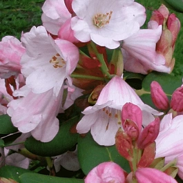 Рододендрон гибридный Yuefengense