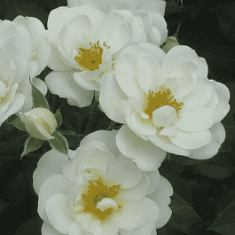 Роза Кустовая Kent