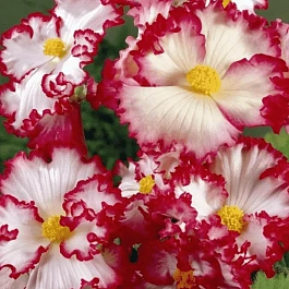 Бегония Crispa White/Red