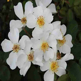 Роза кустовая Rosalita