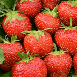 Земляника садовая Эльсанта