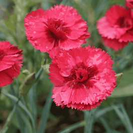 Гвоздика Перистая Munot