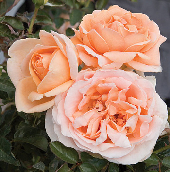 Роза чайно-гибридная Абей де Клуни