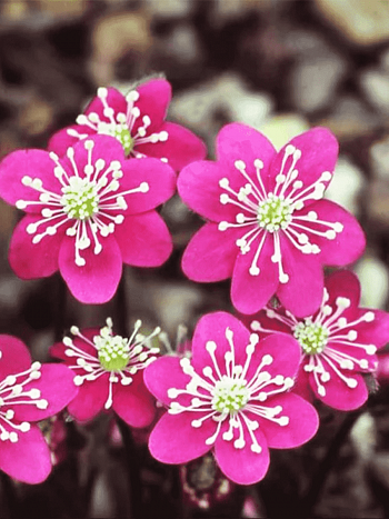 Печеночница японская Pink Forest Hybrids