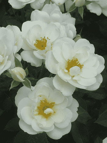 Роза Кустовая Kent