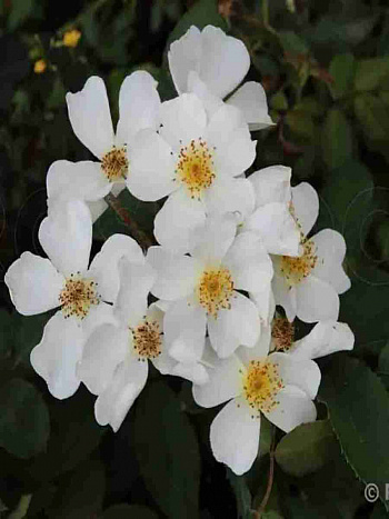 Роза кустовая Rosalita