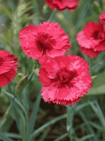 Гвоздика Перистая Munot