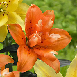 Лилия азиатская махровая Дабл Ориндж