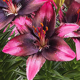 Лилия азиатская горшечная Тренди Санто Доминго