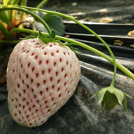 Земляника садовая Белый швед