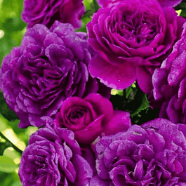 Роза флорибунда Ebb Tide