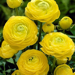 Лютик азиатский Йеллоу