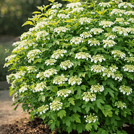 Калина обыкновенная