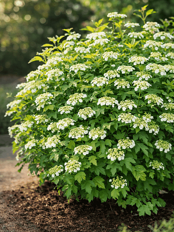 Калина обыкновенная