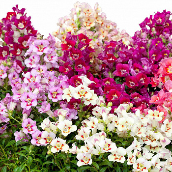 Львиный зев Антиквити Формула микс