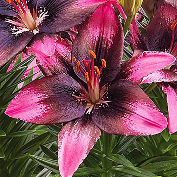 Лилия азиатская горшечная Тренди Санто Доминго