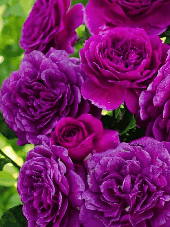 Роза флорибунда Ebb Tide