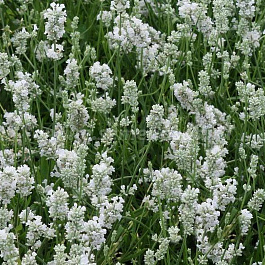 Лаванда узколистная Нана Альба