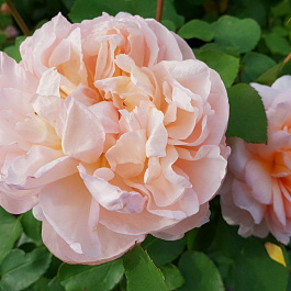 Роза  Английская Кустовая THE LADY GARDENER
