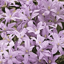 Хионодокса Rosea