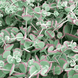 Очиток видный Bright Pink