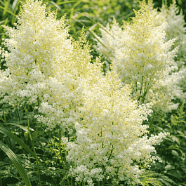 Астильба Арендса Weisse Gloria