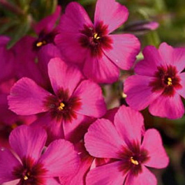 Флокс шиловидный Эрли Спринг Скарлет Флокс шиловидный Эрли Спринг Скарлет