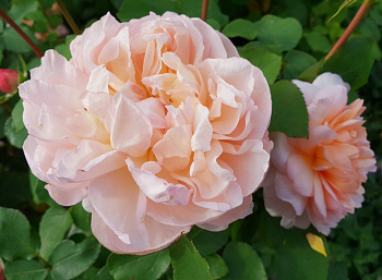 Роза  Английская Кустовая THE LADY GARDENER