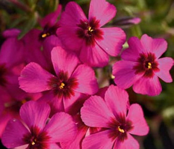 Флокс шиловидный Эрли Спринг Скарлет