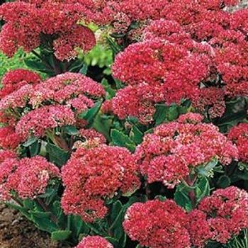 Очиток (Седум) большой Munstead Dark Red