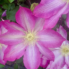 Клематис крупноцветковый Пинк Бьюти