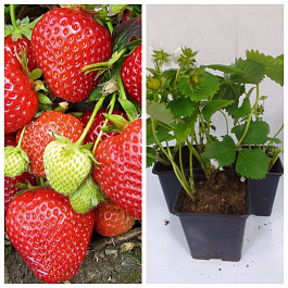 Земляника садовая Кантус НАБОР 3ШТ