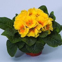 Примула (Первоцвет) бесстебельная Yellow With Eye