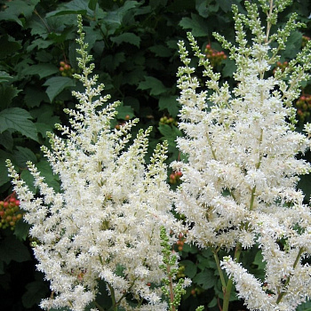 Астильба китайская Вижнс ин Вайт НАБОР 2ШТ (1+1)