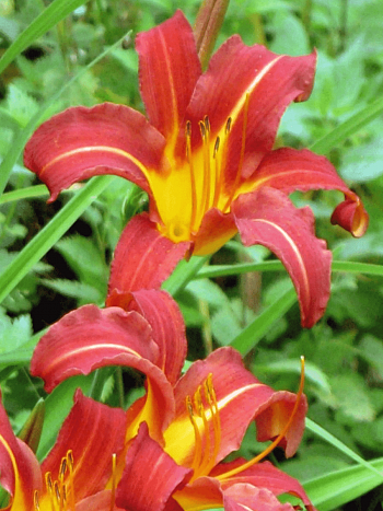 Лилейник красный