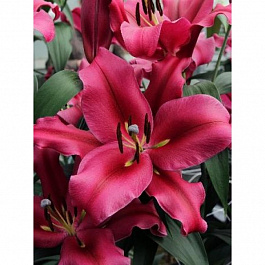 Лилия ОТ-гибрид Палаццо