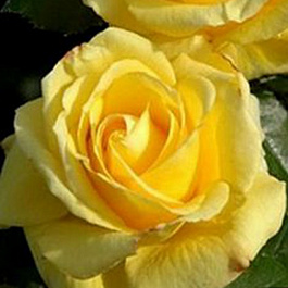 Роза чайно-гибридная Голд Глоу