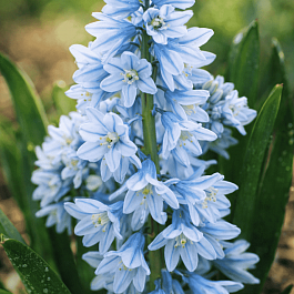 Пушкиния Libanotica