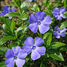 Барвинок малый Panta