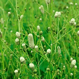  Кровохлебка Jam Session