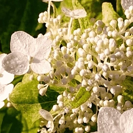 Гортензия метельчатая Shikoku Flash