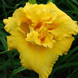 Лилейник гибридный Эгг Йоук НАБОР 2ШТ (1+1) Лилейник гибридный Эгг Йоук НАБОР 2ШТ (1+1)