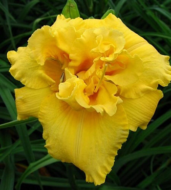 Лилейник гибридный Эгг Йоук НАБОР 2ШТ (1+1)