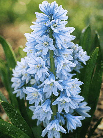 Пушкиния Libanotica