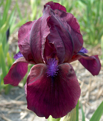 Ирис карликовый Черри Гарден Ирис карликовый Черри Гарден