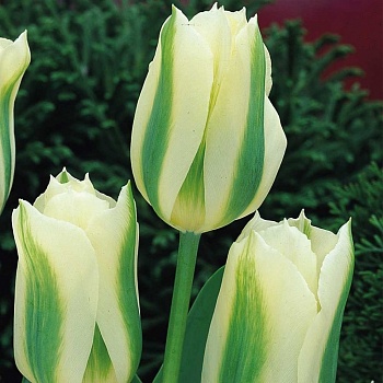 Тюльпан гибридный White Spring Green